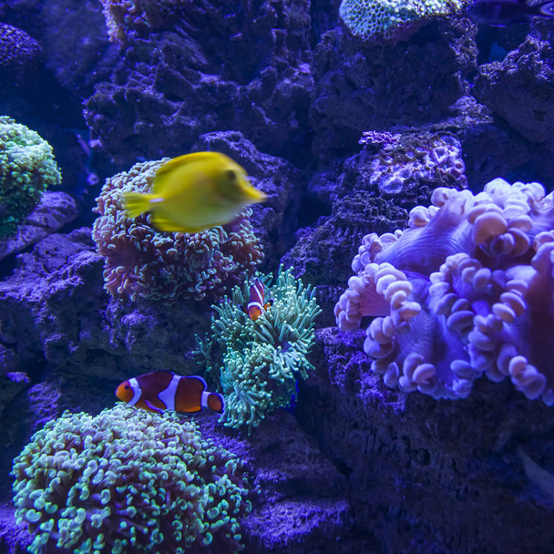 Yellow tang fishes and coral reef life. - Foto, Imagem