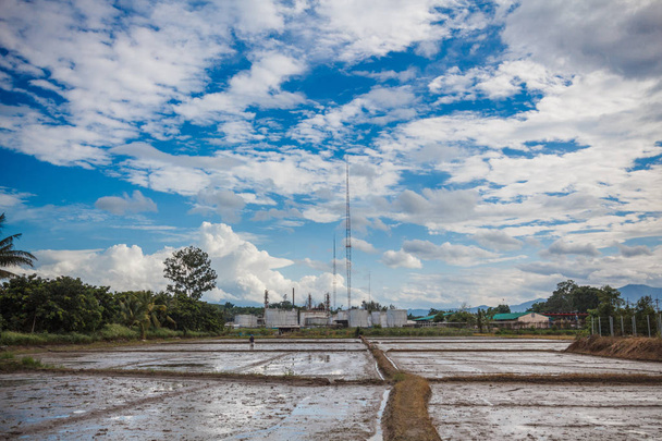 Опустошение рисовых полей после сбора урожая в ожидании посадки с па
 - Фото, изображение