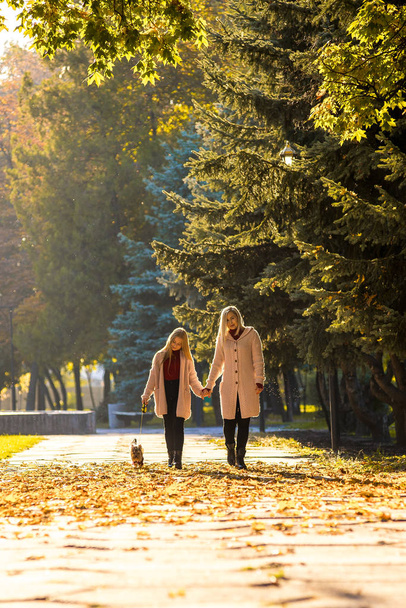 家族の女性と彼女の娘は、彼らの犬ヨークシャーテリアと秋の公園を歩いています - 写真・画像