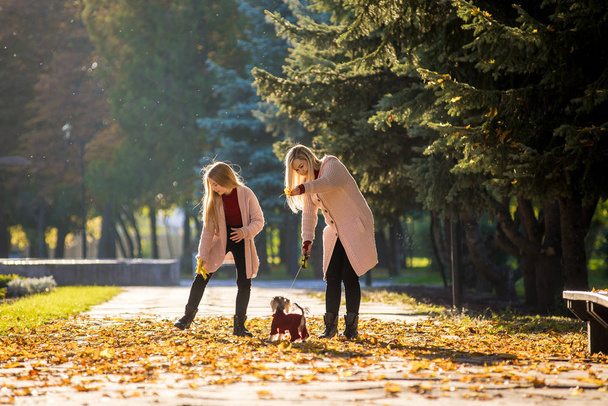 Perhe nainen ja hänen tyttärensä kävelevät syksyllä puistossa koiransa Yorkshire Terrier
 - Valokuva, kuva