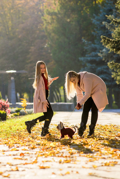 家族の女性と彼女の娘は、彼らの犬ヨークシャーテリアと秋の公園を歩いています - 写真・画像