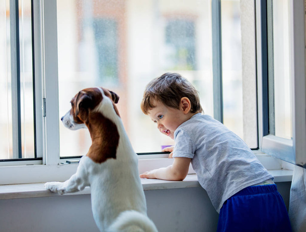Pieni poika ja koira, katsokaa ikkunasta.
 - Valokuva, kuva