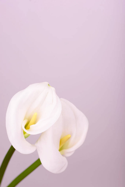 sanft schöne weiße Callas auf hellrosa Hintergrund. - Foto, Bild