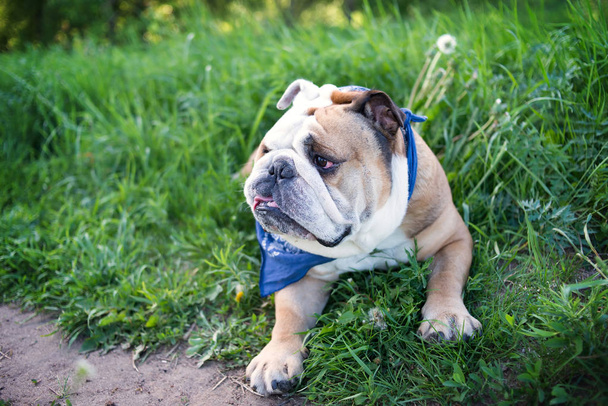 Angol bulldog séta-ra fű háttér - Fotó, kép