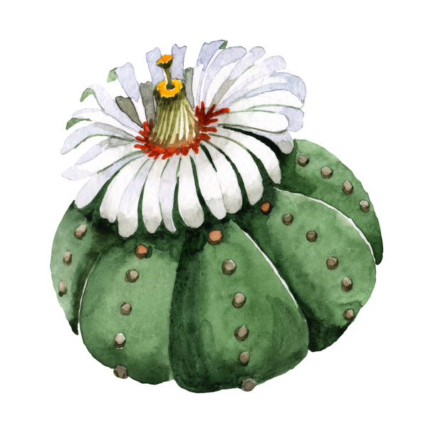 Green cactus floral botanical flower. Watercolor background illustration set. Isolated cacti illustration element. - Foto, Imagen