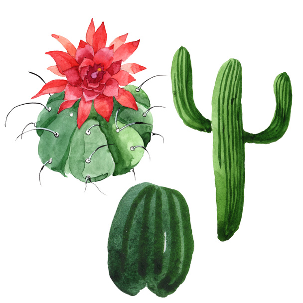Zelený kaktus květinové botanické květy. Vodný obrázek pozadí-barevný. Samostatný příklad kaktusů. - Fotografie, Obrázek