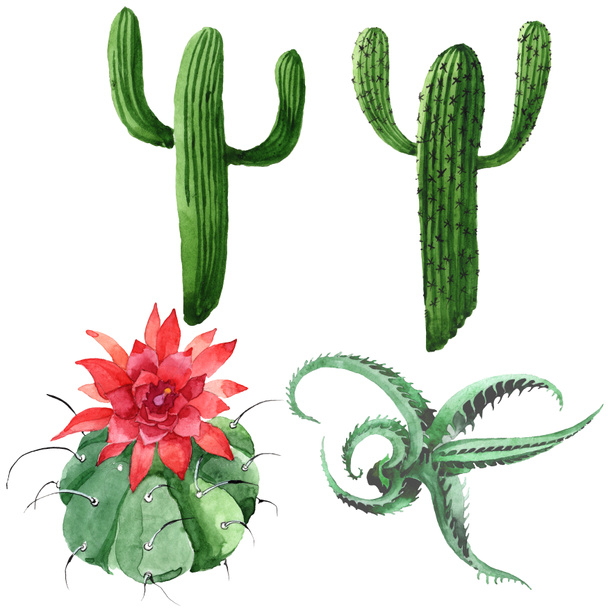 Green cactus floral botanical flower. Watercolor background illustration set. Isolated cacti illustration element. - Fotoğraf, Görsel