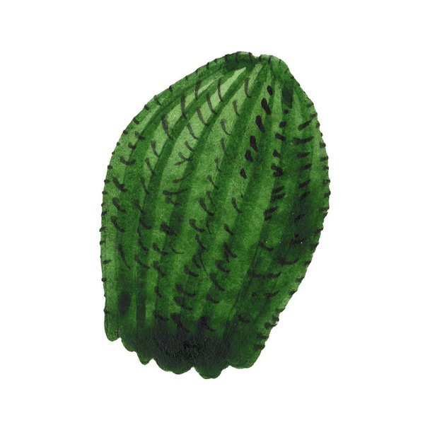 Green cactus floral botanical flower. Watercolor background illustration set. Isolated cacti illustration element. - Fotoğraf, Görsel
