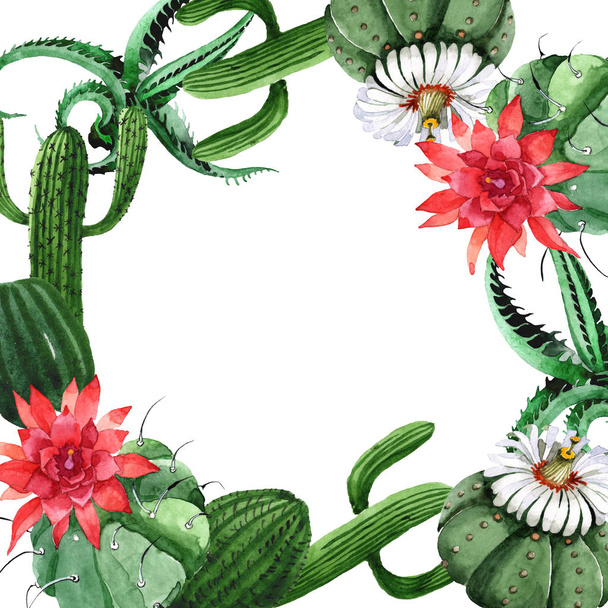 Zielony kaktus kwiatowy kwiat botaniczny. Akwarela zestaw ilustracji tła. Obramowanie ramy ornament kwadrat. - Zdjęcie, obraz