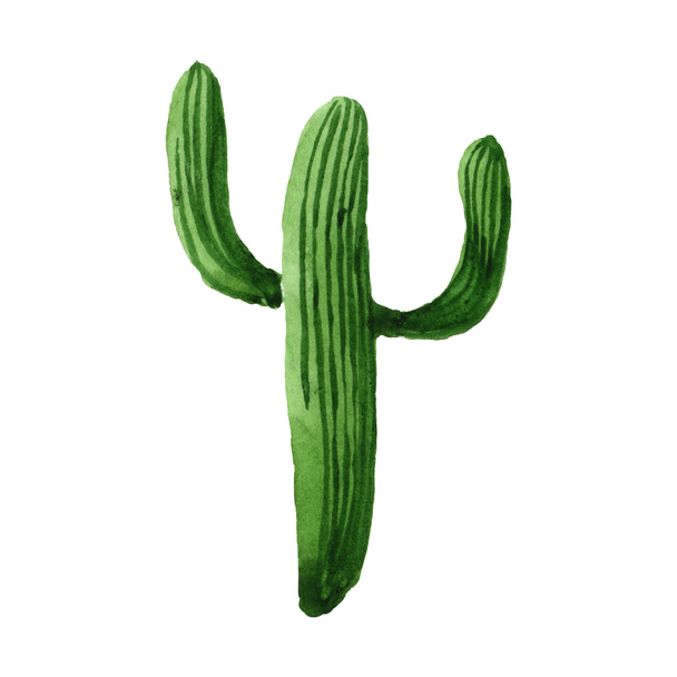 Green cactus floral botanical flower. Watercolor background illustration set. Isolated cacti illustration element. - Фото, изображение