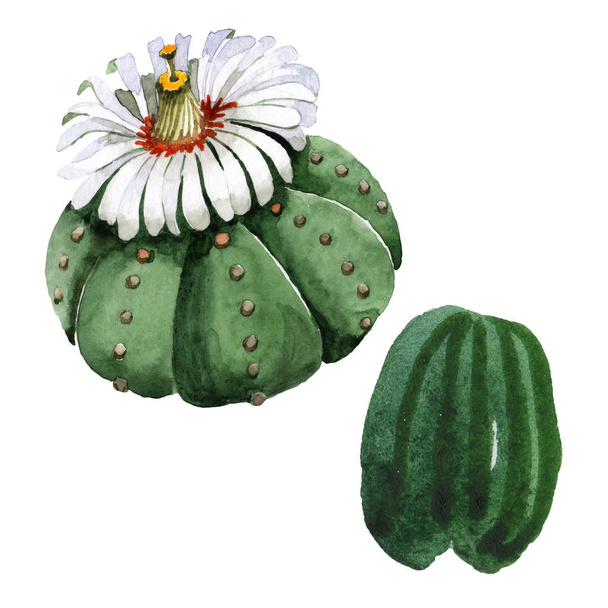 Zöld kaktusz virágos botanikus virág. Akvarell háttér illusztráció meg. Izolált kaktuszok, illusztrációs elem. - Fotó, kép