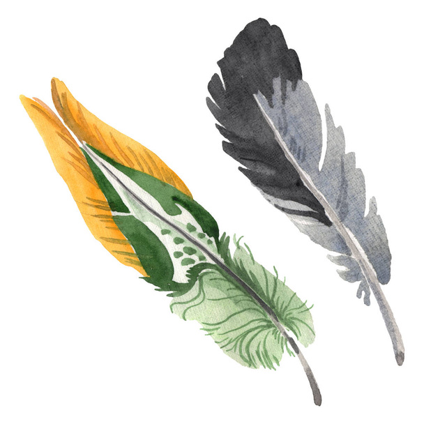 Watercolor bird feather from wing isolated. Aquarelle feather for background. Isolated feather illustration element. - Fotoğraf, Görsel