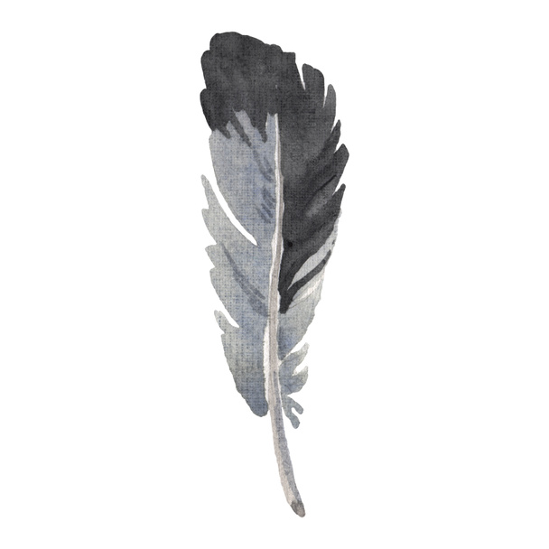 Acuarela pluma de pájaro de ala aislada. Pluma de Aquarelle para el fondo. Elemento de ilustración de plumas aisladas
. - Foto, Imagen