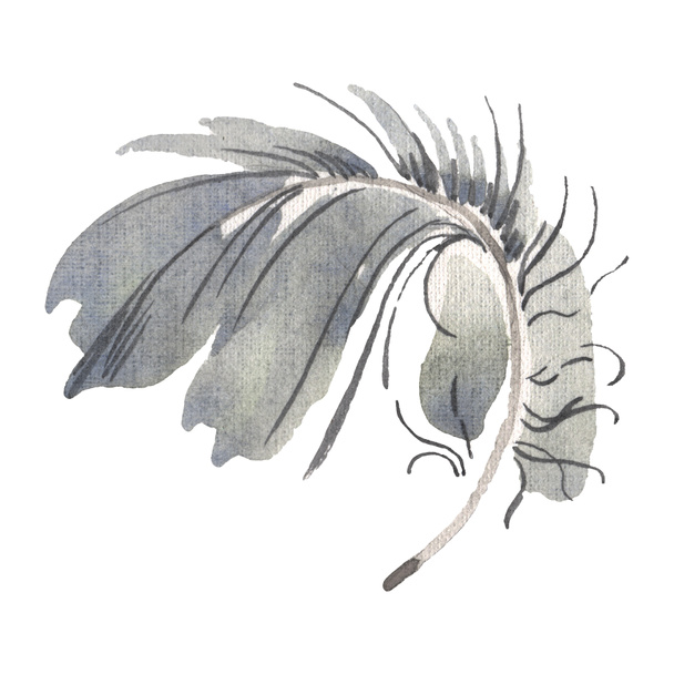 Akvarell madár toll a szárny elszigetelt. Aquarelle toll a háttérben. Különálló toll-illusztrációs elem. - Fotó, kép