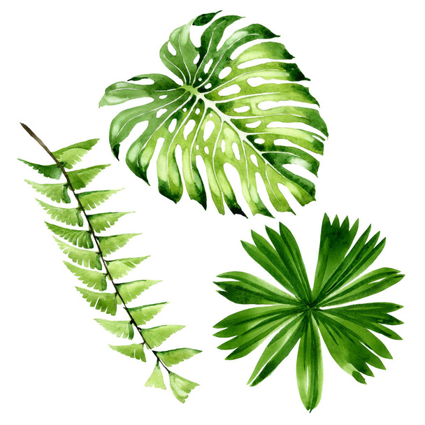 Palm plage arbre feuilles jungle botanique. Ensemble d'illustration de fond aquarelle. Elément d'illustration de feuille isolé
. - Photo, image