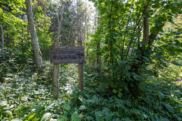 ormanda turistik yön işaretleri - Fotoğraf, Görsel