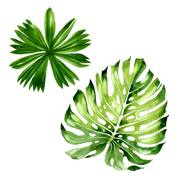 Palm Beach tree verlaat jungle botanische. Aquarel achtergrond illustratie instellen. Geïsoleerde blad illustratie element. - Foto, afbeelding