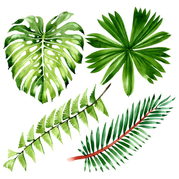 Palm beach tree leaves jungle botanical. Watercolor background illustration set. Isolated leaf illustration element. - Photo, image