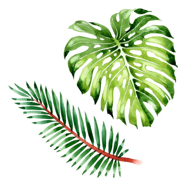 Palm beach tree leaves jungle botanical. Watercolor background illustration set. Isolated leaf illustration element. - Φωτογραφία, εικόνα