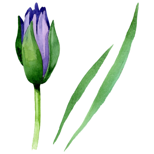 Blue lotus floral botanical flowers. Watercolor background illustration set. Isolated nelumbo illustration element. - Fotoğraf, Görsel