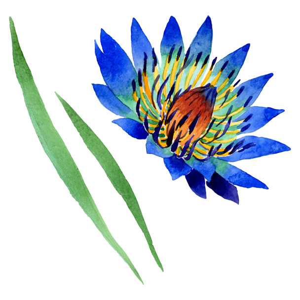 Blue lotus floral botanical flowers. Watercolor background illustration set. Isolated nelumbo illustration element. - Photo, Image