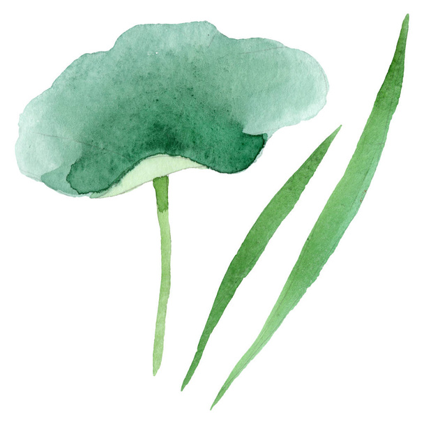 Blue lotus floral botanical flowers. Watercolor background illustration set. Isolated nelumbo illustration element. - 写真・画像