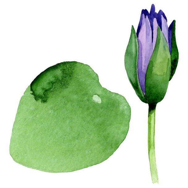 Blue lotus floral botanical flowers. Watercolor background illustration set. Isolated nelumbo illustration element. - Фото, изображение