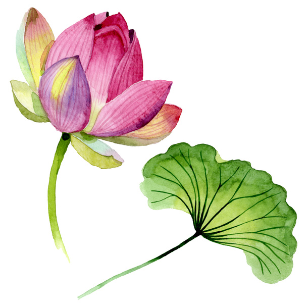 Pink lotus floral botanical flowers. Watercolor background illustration set. Isolated nelumbo illustration element. - Фото, изображение