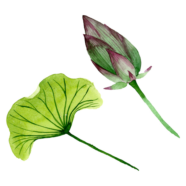 Green lotus bud floral botanical flowers. Watercolor background illustration set. Isolated nelumbo illustration element. - Фото, изображение