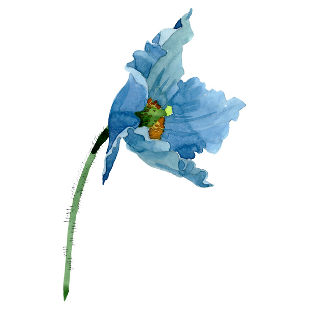 Blue poppy floral botanical flower. Watercolor background illustration set. Isolated poppies illustration element. - Photo, Image