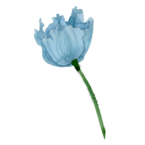 Sininen unikko kukka kasvitieteellinen kukka. Vesiväri tausta kuvitussarja. Erilliset unikkokuvat
. - Valokuva, kuva