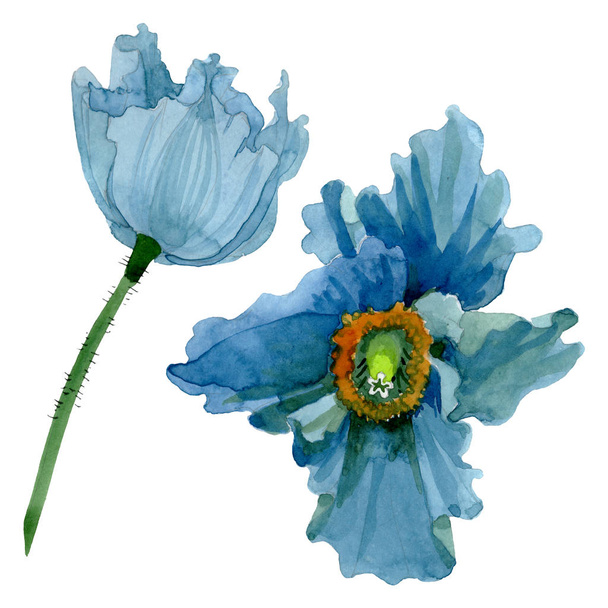 Blue poppy floral botanical flowers. Watercolor background illustration set. Isolated poppies illustration element. - Foto, Imagen
