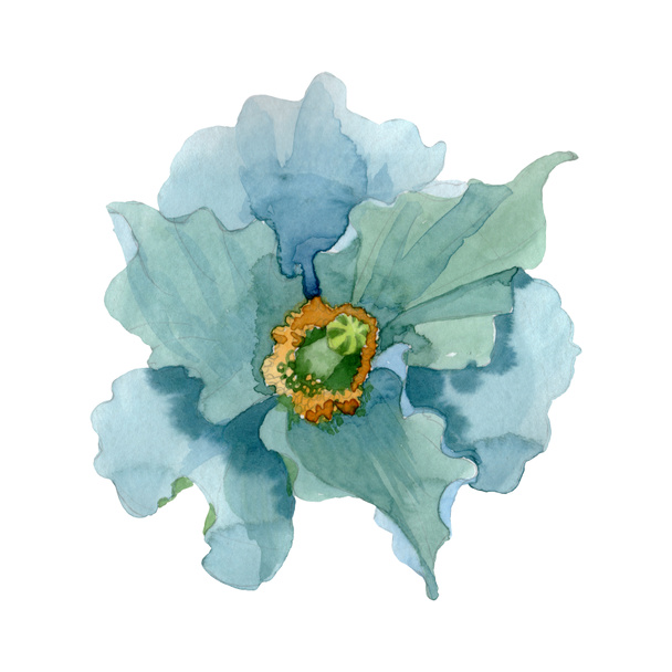 Foto e imagen de stock sin royalties de Flor Botánica Floral De Amapola  Azul. Flor