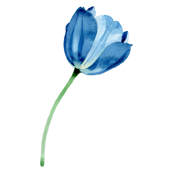 Blue tulip floral botanical flowers. Watercolor background illustration set. Isolated tulip illustration element. - Photo, Image