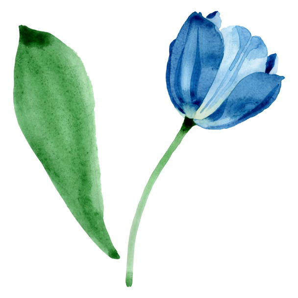 Blue tulip floral botanical flowers. Watercolor background illustration set. Isolated tulip illustration element. - Photo, Image
