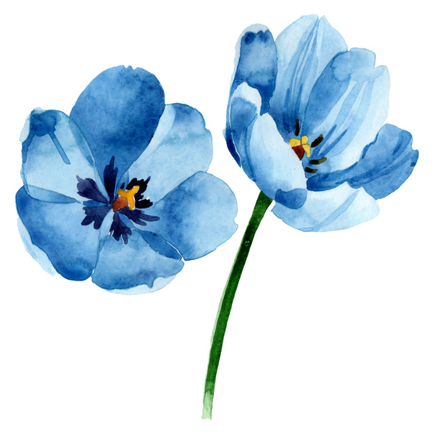 Flores botánicas florales de tulipán azul. Conjunto de ilustración de fondo acuarela. Elemento de ilustración de tulipán aislado
. - Foto, Imagen