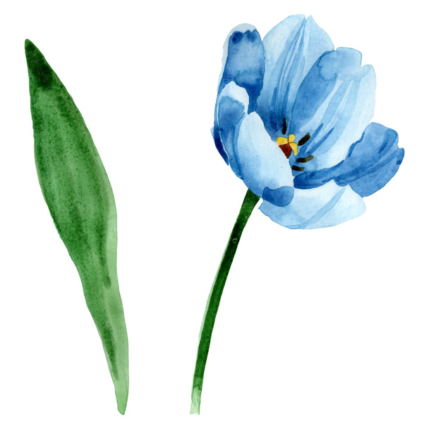 Blue tulip floral botanical flowers. Watercolor background illustration set. Isolated tulip illustration element. - Fotoğraf, Görsel