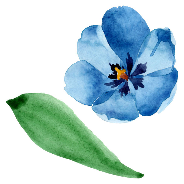 Blauwe tulp bloemen botanische bloemen. Aquarel achtergrond illustratie instellen. Geïsoleerde tulp illustratie element. - Foto, afbeelding