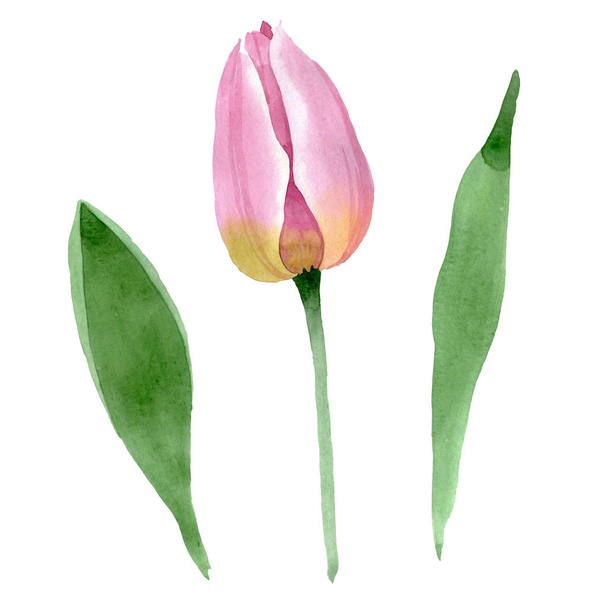 Pink tulips floral botanical flowers. Watercolor background illustration set. solated tulips illustration element. - Fotoğraf, Görsel