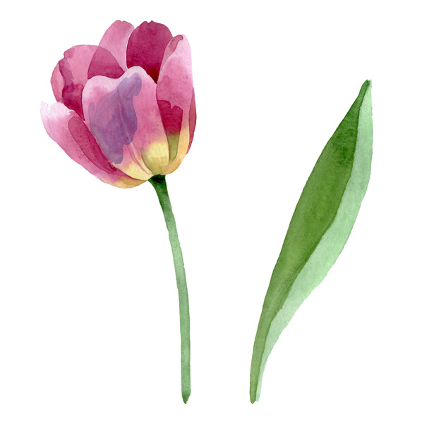Pink tulips floral botanical flowers. Watercolor background illustration set. solated tulips illustration element. - Photo, image
