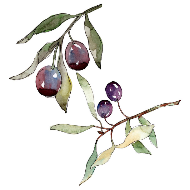 Olive branch with black and green fruit. Watercolor background illustration set. Isolated olives illustration element. - Zdjęcie, obraz