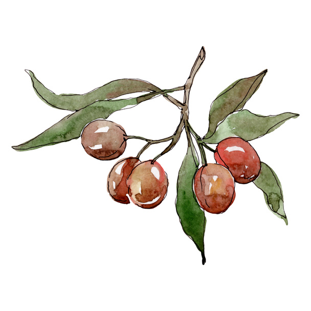 Olive branch with black and green fruit. Watercolor background illustration set. Isolated olives illustration element. - Φωτογραφία, εικόνα