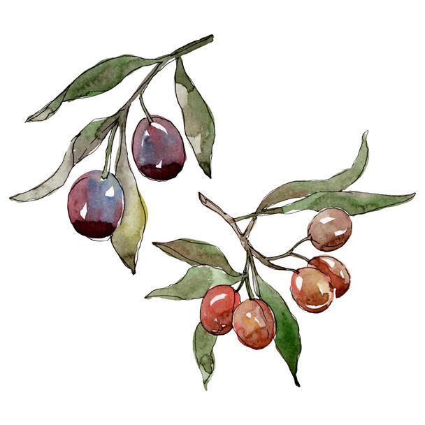 Olive branch with black and green fruit. Watercolor background illustration set. Isolated olives illustration element. - Foto, Imagem
