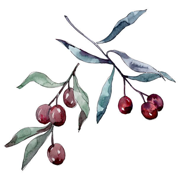 Olive branch with black and green fruit. Watercolor background illustration set. Isolated olives illustration element. - 写真・画像