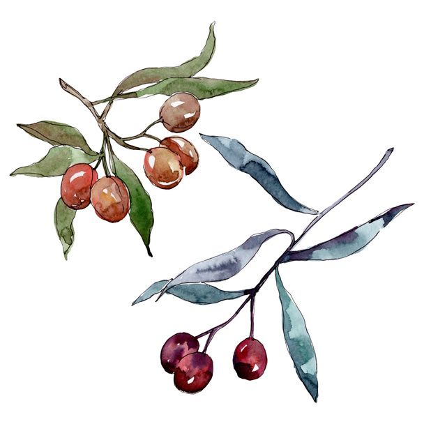 Olive branch with black and green fruit. Watercolor background illustration set. Isolated olives illustration element. - Fotó, kép