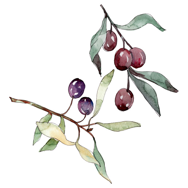 Olive branch with black and green fruit. Watercolor background illustration set. Isolated olives illustration element. - Zdjęcie, obraz