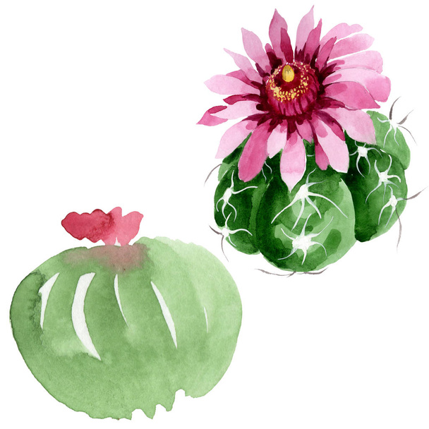 Green cactus floral botanical flowers. Watercolor background illustration set. Isolated cacti illustration element. - Fotó, kép