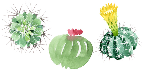 Green cactus floral botanical flowers. Watercolor background illustration set. Isolated cacti illustration element. - Foto, afbeelding