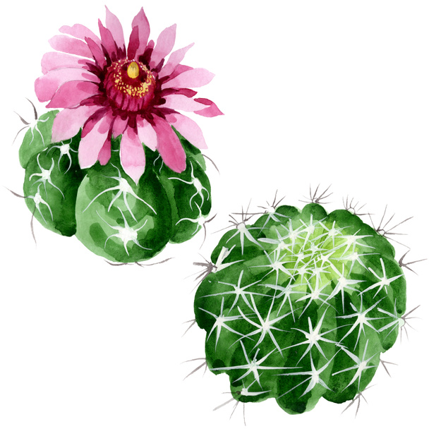 Zelené kaktus květinové botanické květy. Vodný obrázek pozadí-barevný. Samostatný příklad kaktusů. - Fotografie, Obrázek