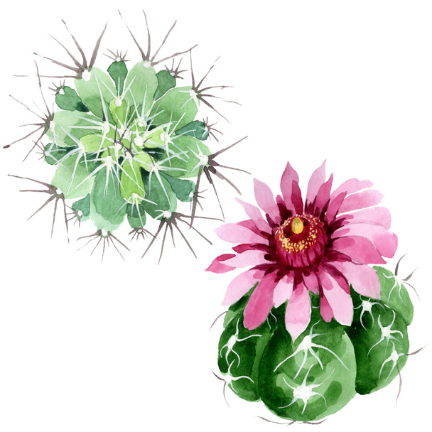 Zielony kaktus kwiatowy kwiatów botanicznych. Akwarela zestaw ilustracji tła. Pojedyncze kaktusy ilustracji element. - Zdjęcie, obraz
